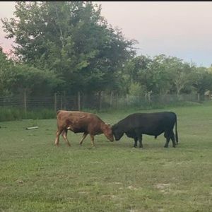 Meet your Posher, Student masyn